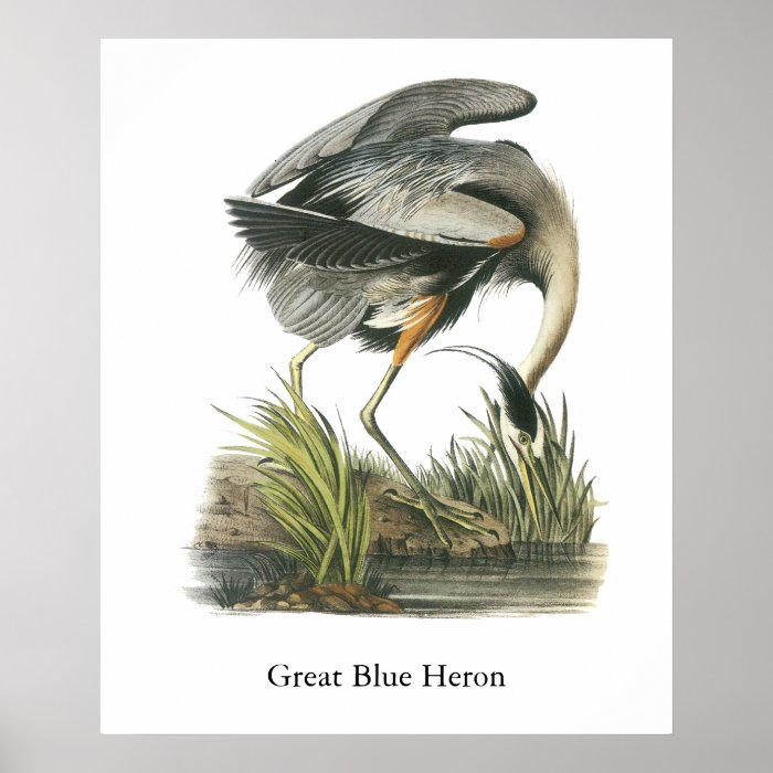 Great Blue Heron, John Audubon Print