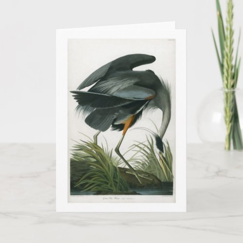 Great Blue Heron John James Audubon Card