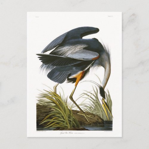 Great Blue Heron John James Audubon Fine Art Postcard