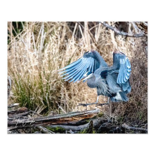 Great Blue Heron Landing _ Photo