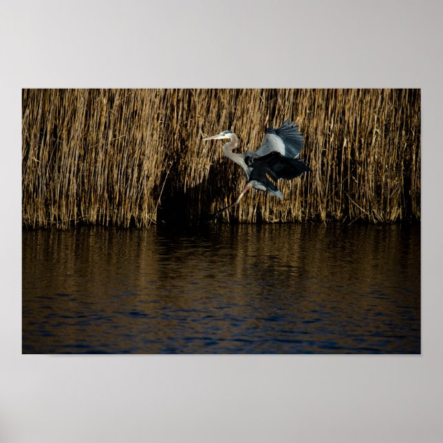 Great Blue Heron Landing Poster (Front)