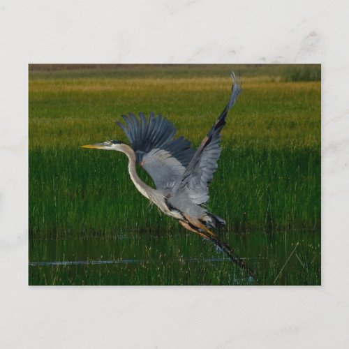 Great Blue Heron lifting off Postcard