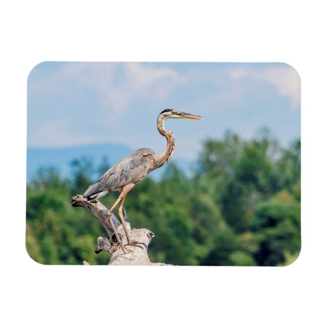 Great Blue Heron Magnet (Horizontal)