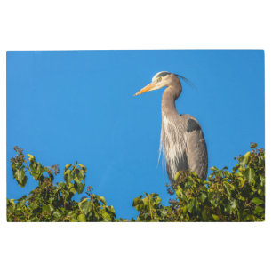 Great Blue Heron Metal Print