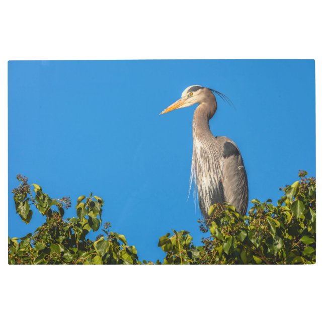 Great Blue Heron Metal Print (Front)