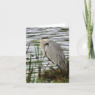 Great Blue Heron Note Card