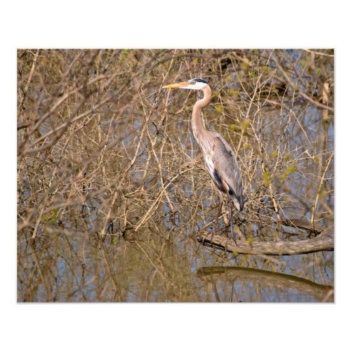 Great Blue Heron on a limb Photo Print