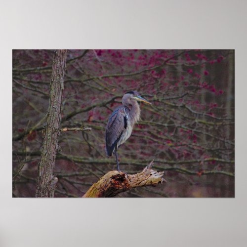 Great Blue Heron on Branch Poster