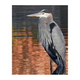 Great Blue Heron On Copper Pond Acrylic Print
