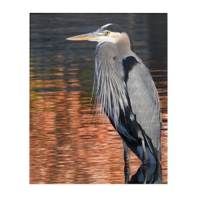 Great Blue Heron On Copper Pond Acrylic Print (Front)