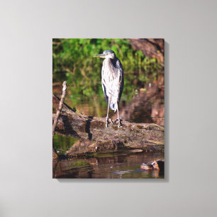 Great Blue Heron on Log Photo Wrapped Canvas 16x20 Print