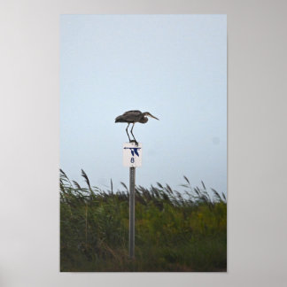 Great Blue Heron on Sign Poster