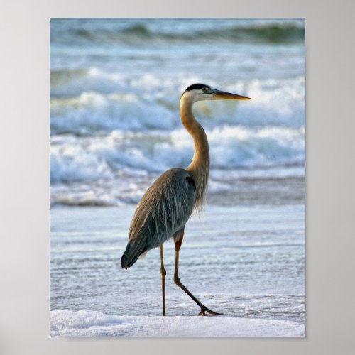 Great Blue Heron on the Beach Poster