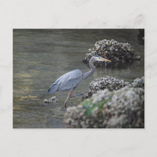 Great Blue Heron on the move Postcard