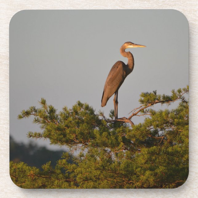 Great Blue Heron On Tree Top Beverage Coaster (Front)