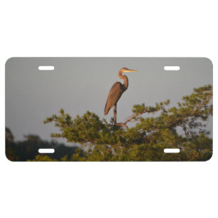 Great Blue Heron On Tree Top License Plate