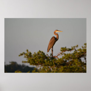 Great Blue Heron On Tree Top Poster