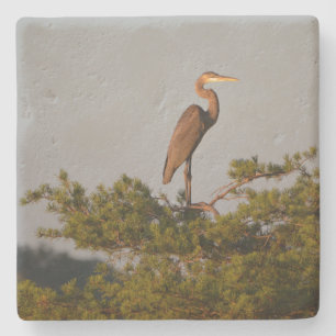 Great Blue Heron On Tree Top Stone Coaster