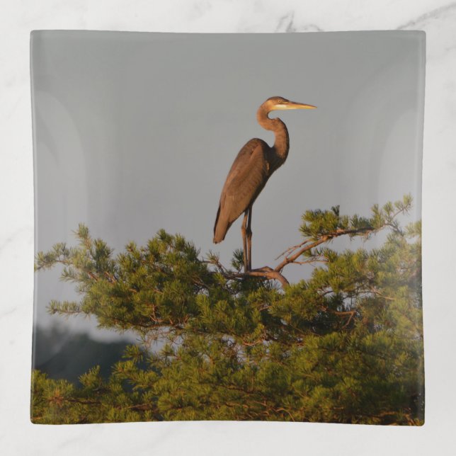 Great Blue Heron On Tree Top Trinket Tray (Front)