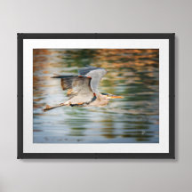 Great Blue Heron Over Lake Fine Art Print