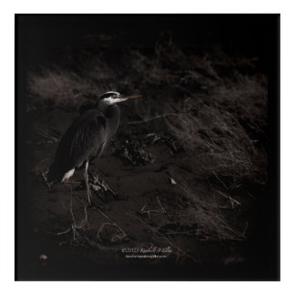 Great Blue Heron P2391 Acrylic Print