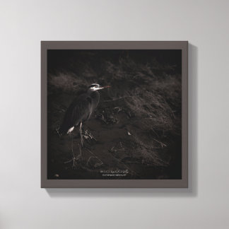Great Blue Heron P2391 Canvas Print