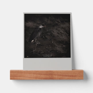 Great Blue Heron P2391 Picture Ledge