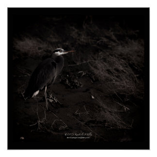 Great Blue Heron P2391 Poster