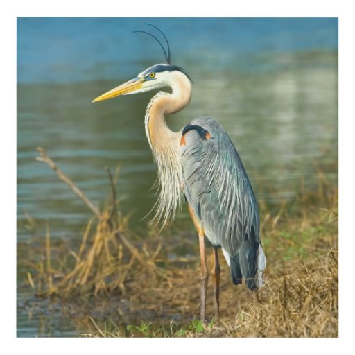 Great Blue Heron Panel Wall Art | Zazzle