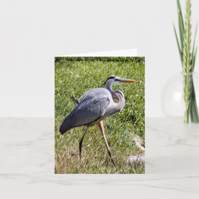 Great Blue Heron Photo Folded Note Card (Front)