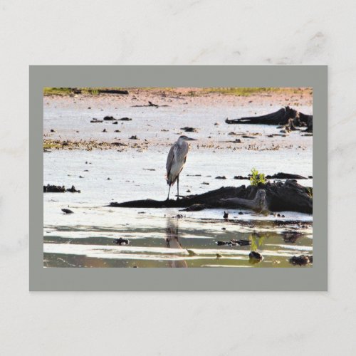 Great Blue Heron Photo Postcard