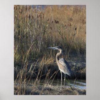 Great Blue Heron Photo Poster