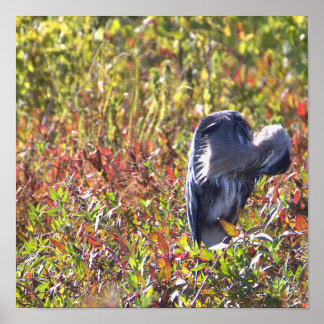 Great Blue Heron Photo Poster
