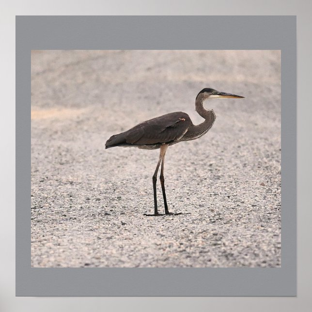 Great Blue Heron Photo Poster (Front)