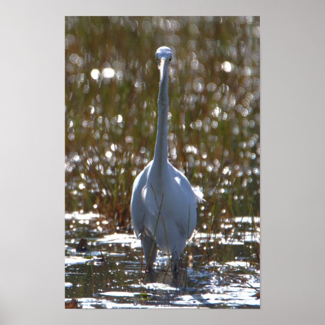 Great Blue Heron Photo Poster (Front)