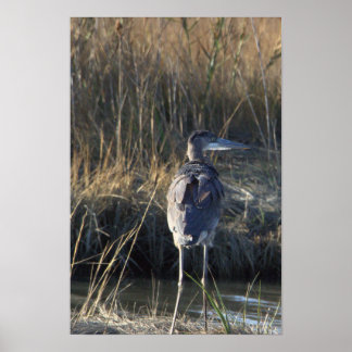 Great Blue Heron Photo Poster