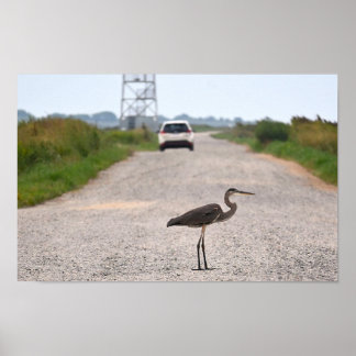 Great Blue Heron Photo Poster