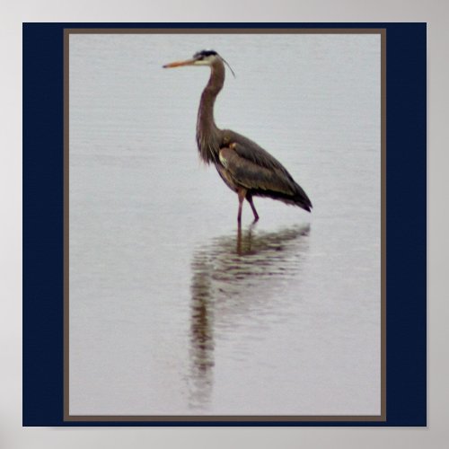 Great Blue Heron Photo Poster