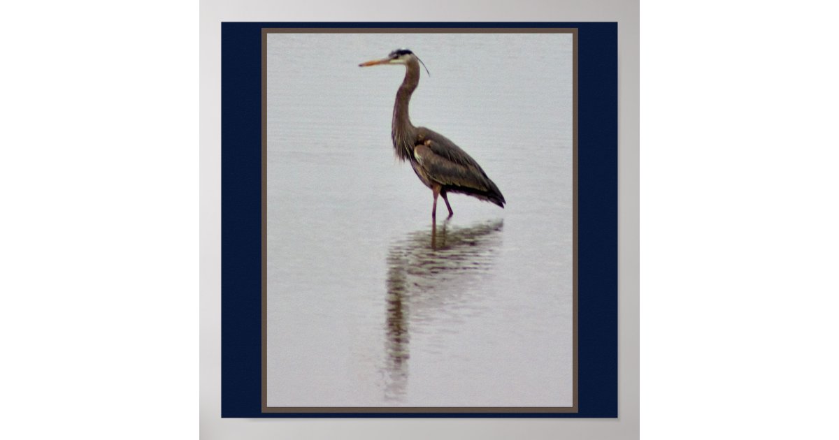 Great Blue Heron Photo Poster | Zazzle