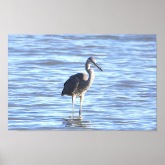 Great Blue Heron Photo Poster