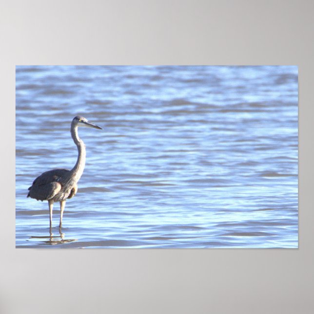 Great Blue Heron Photo Poster (Front)