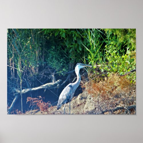 Great Blue Heron Photo Poster