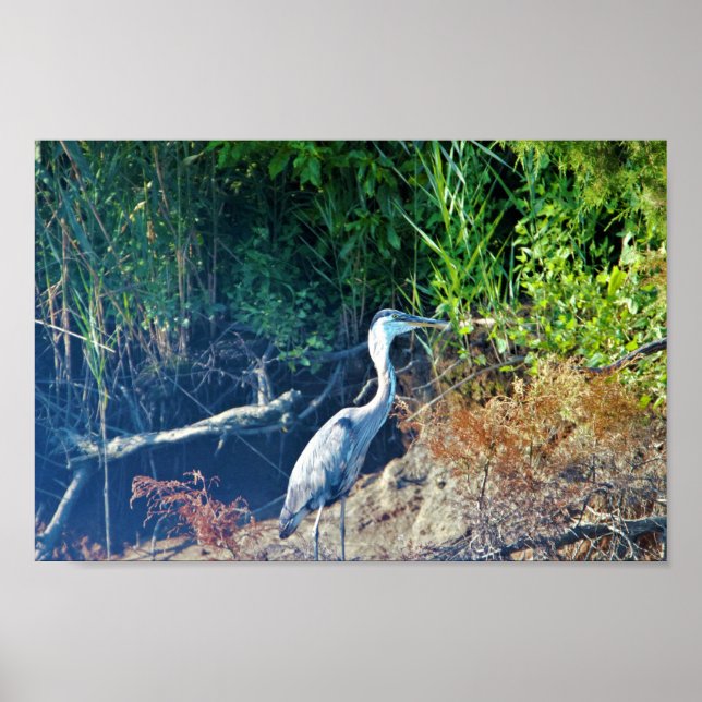 Great Blue Heron Photo Poster (Front)