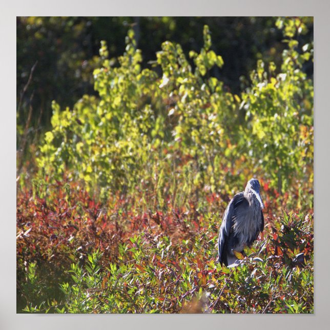 Great Blue Heron Photo Poster (Front)