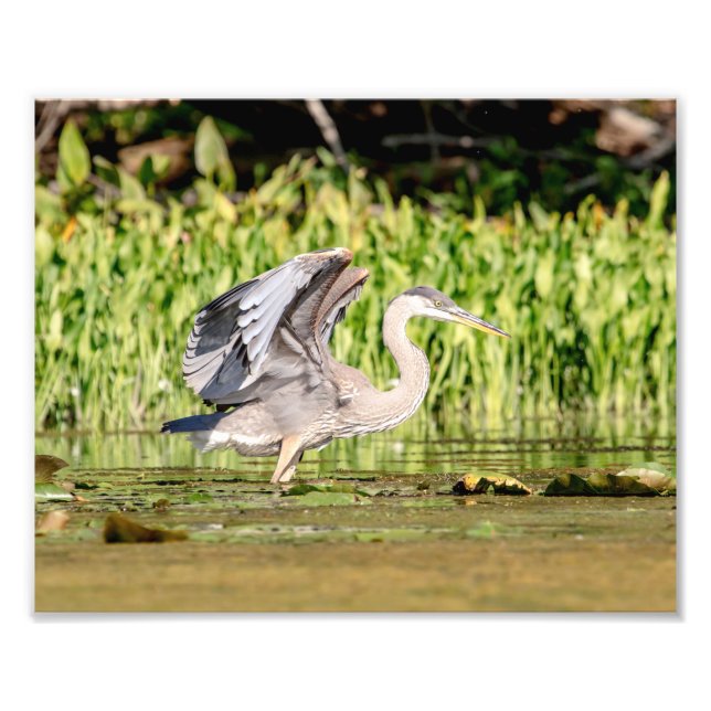 Great Blue Heron Photo Print (Front)