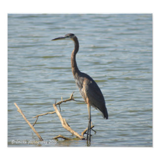 Great Blue Heron Photo Print