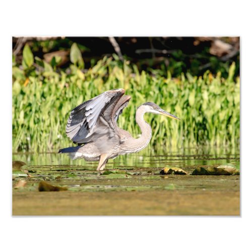 Great Blue Heron Photo Print