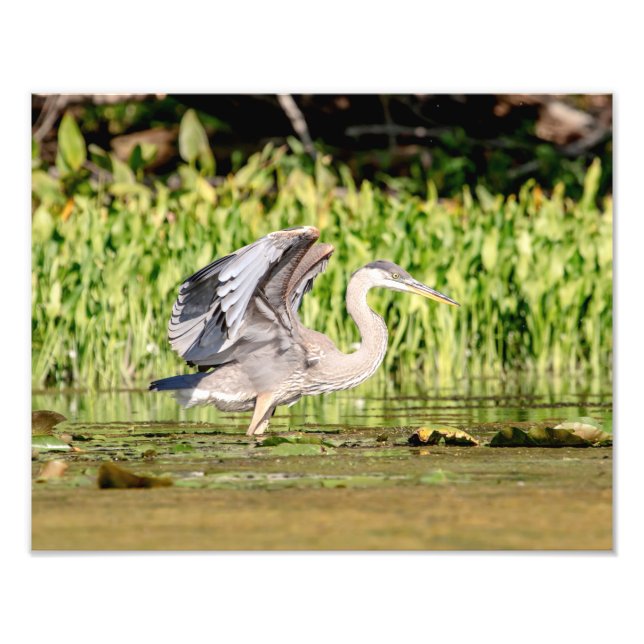 Great Blue Heron Photo Print (Front)