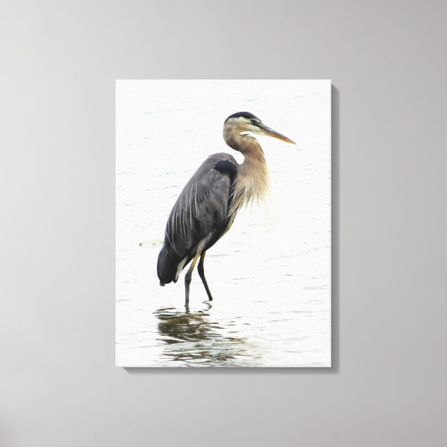 Great Blue Heron Portrait Canvas Print (Front)
