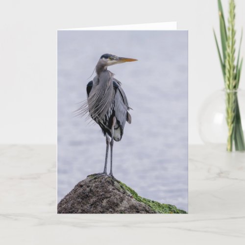 Great Blue Heron  Pose Thank You Card